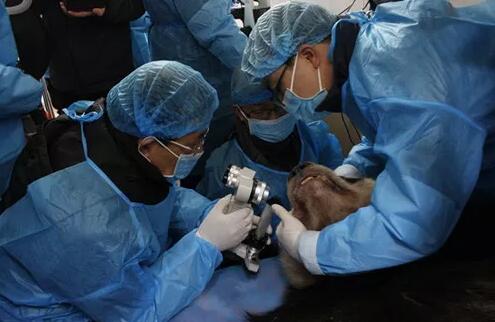 2018年即将结束,这一年,成都新利体育以规范的诊疗、高明的技艺、 的服务,赢得了广大患者朋友和社会各界的好评。在2018年,成都新利体育在发展的道路上有哪些大事记呢,让我们一起来回顾。4.jpg 2018年即将结束,这一年,成都新利体育以规范的诊疗、高明的技艺、 的服务,赢得了广大患者朋友和社会各界的好评。在2018年,成都新利体育在发展的道路上有哪些大事记呢,让我们一起来回顾。4.jpg