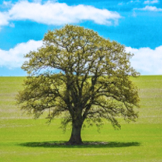 新利体育集团股份有限公司环境保护政策